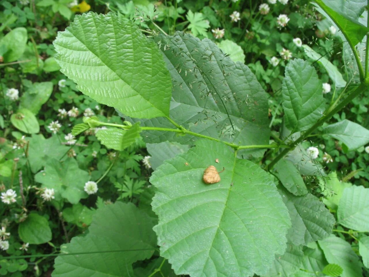 Форма листа ольхи. Alnus glutinosa. Ольха дерево листья. Ольха черная листья.