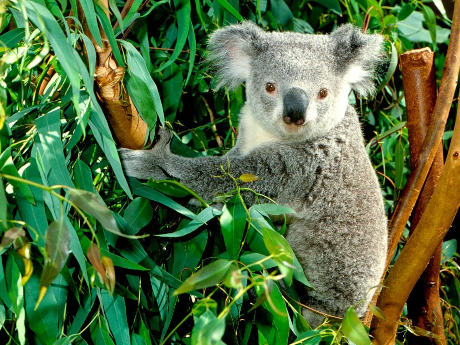 Круглые животные и растения. Коала в Австралии. Коала сумчатое. Австралия фауна коала. Эвкалипт в Австралии с коалой.