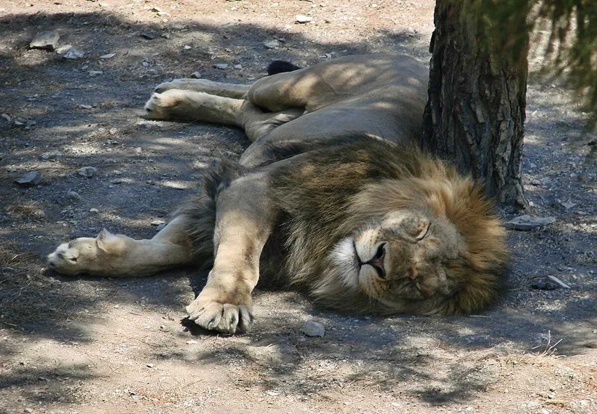 Сколько спят львы. Спящие львы. Лев проснулся. Спящий Лев фото.