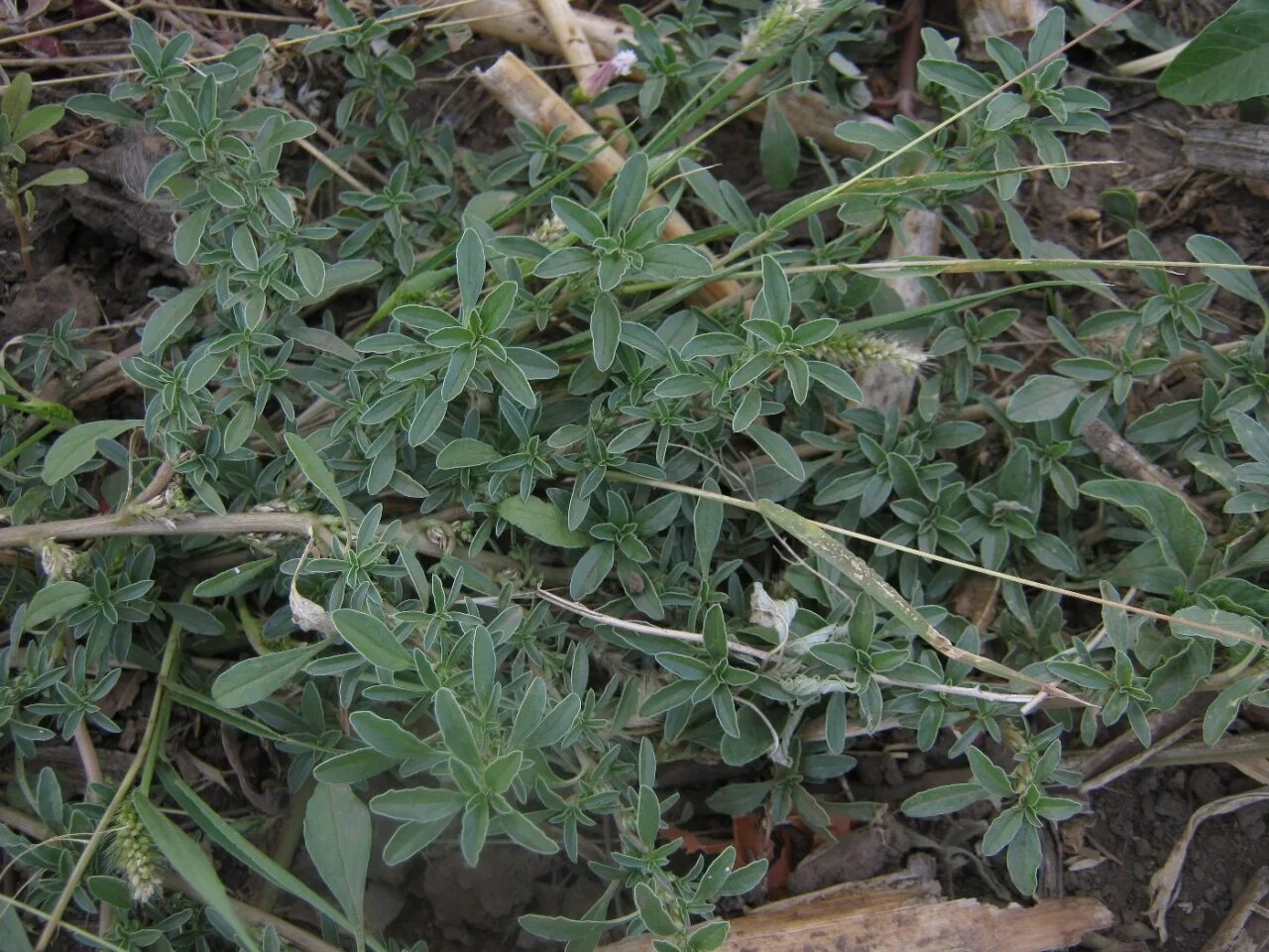 Длинный сорняк. Щирица белая - Amaranthus Albus. Белокоренка сорняк. Сорные ползучие травы. Крестовка ползучая сорняк.