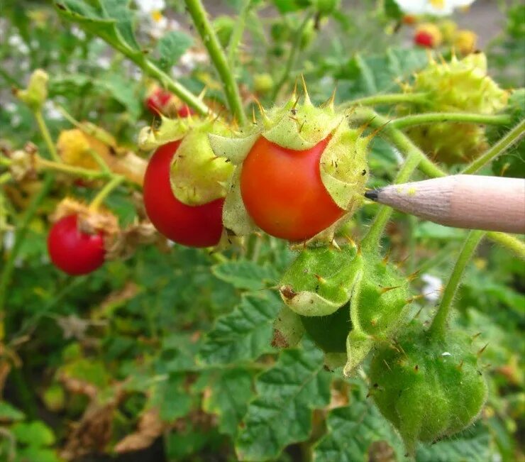 Томат личи. Томат паслён. Командор томаты тепличные. Паслен гулявниколистный. Томат паслен.