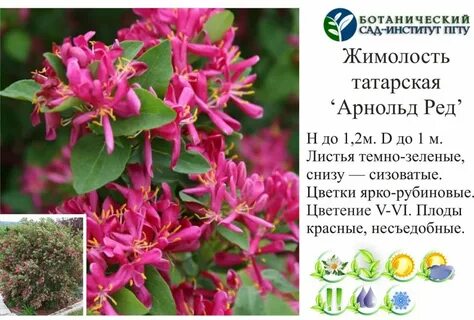 Жимолость элеганс описание