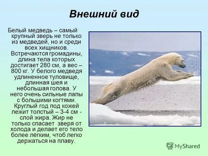 Белый медведь сообщение 4 класс окружающий