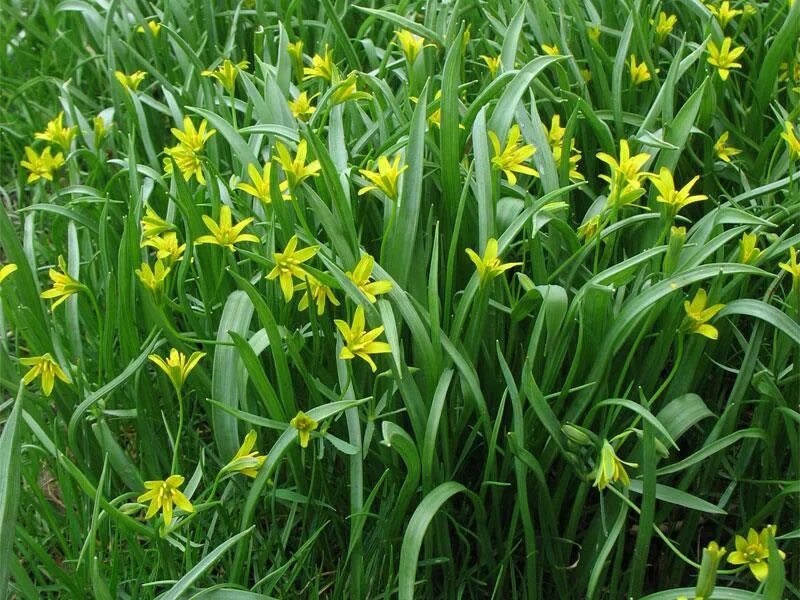 Free Image on Pixabay - Forest Yellow Star, Gagea Lutea in 2022 Forest, Free ima