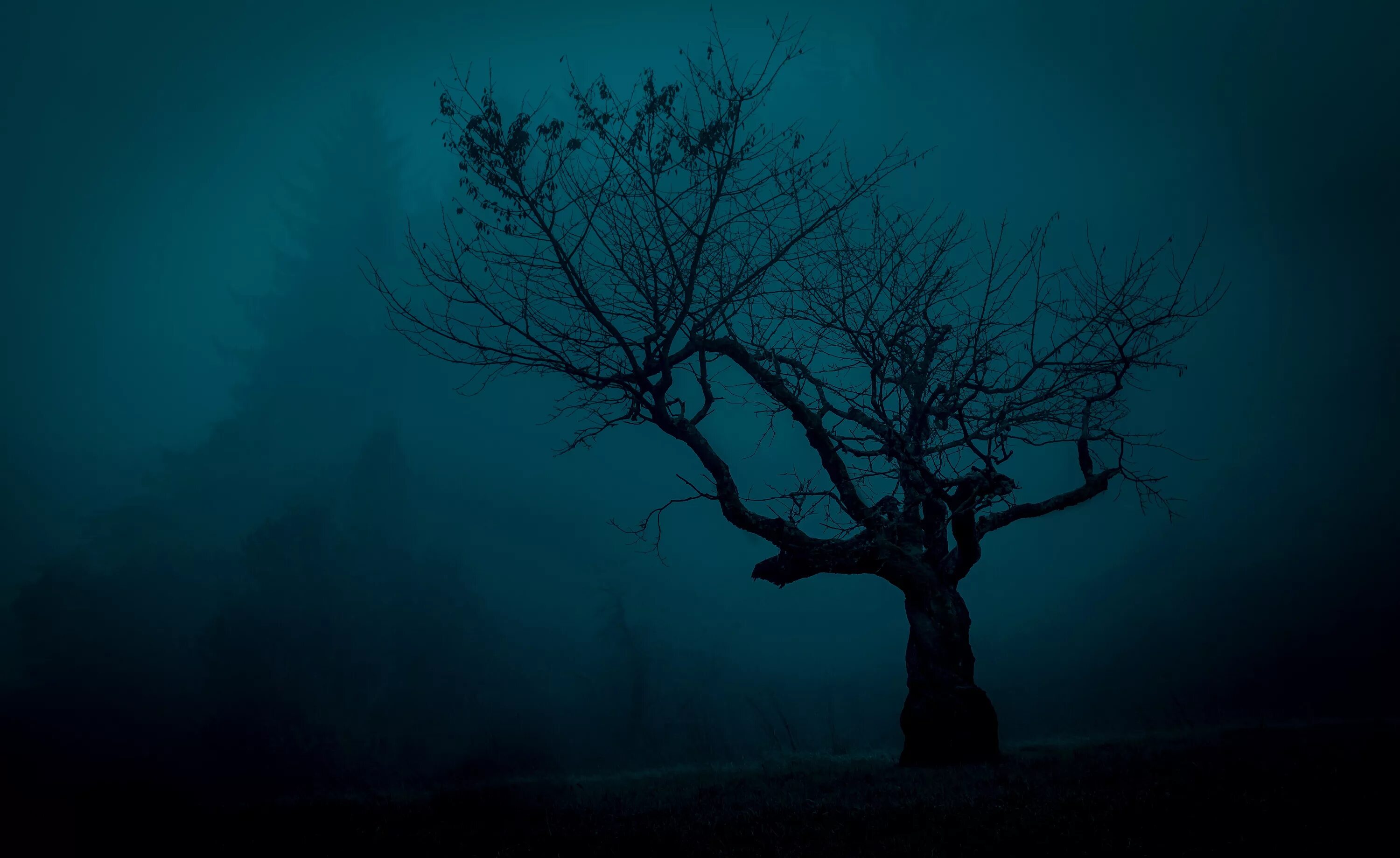 Загадочное дерево. Темное дерево. Страшное дерево. Зловещее дерево. Мрачное дерево.