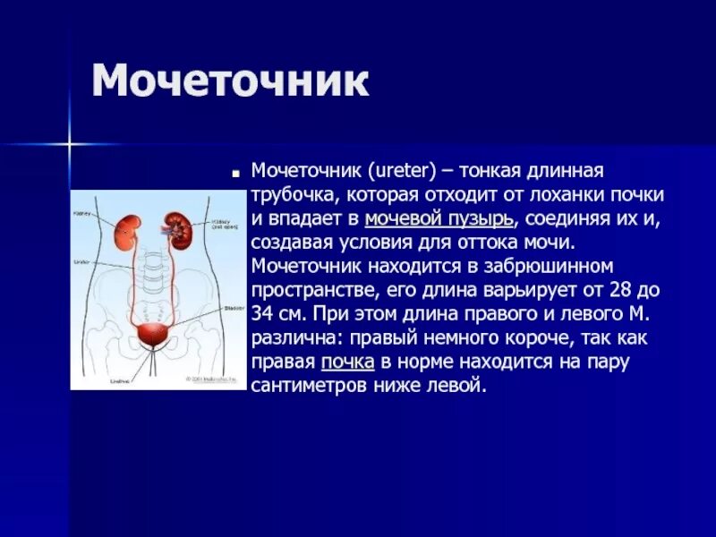 Форма мочеточника. Мочеточник. Мочеточник у мужчин строение. Строение мочеточника у женщин. Размер мочеточника у женщин.