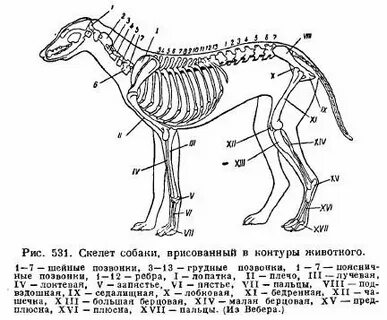 Скелет млекопитающих 7 класс биология рисунок