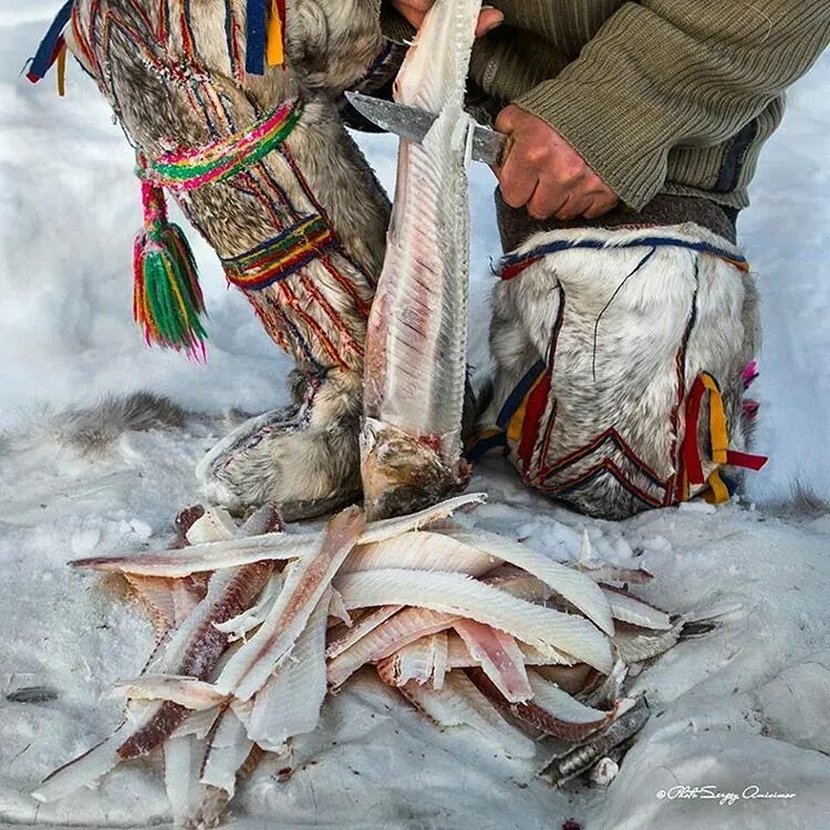 Питание народов севера. Кухня народов ханты и манси. Национальная кухня ненцев янао. Еда в чуме. Национальная кухня ненцев.