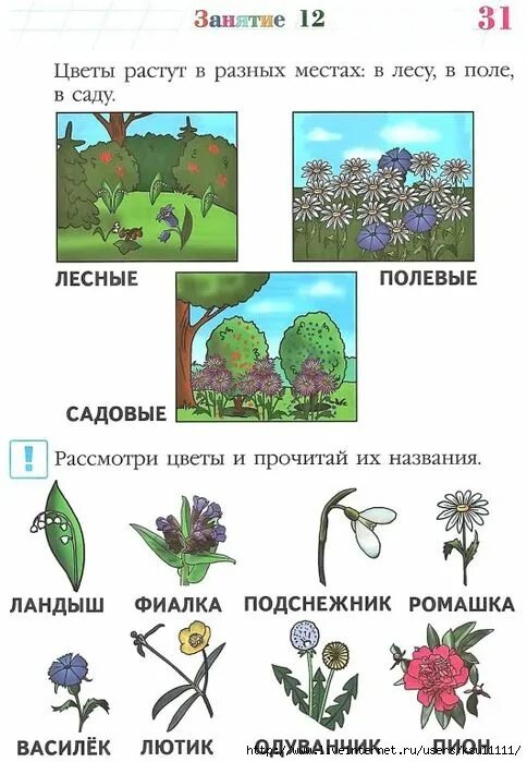 Мир вокруг 6 7. Растения занятие. Развивающее занятие цветы. Мир вокруг растения. Мир вокруг нас для детей 5-6 лет.