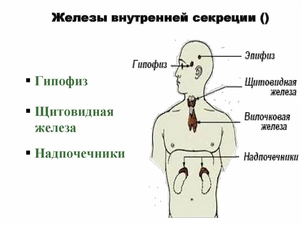 Эндокринных заболеваний тест. Система желёз внутренней секреции. Патология желез внутренней секреции. Железы внутренней секреции перечень. Расположение и функции желез внутренней секреции..