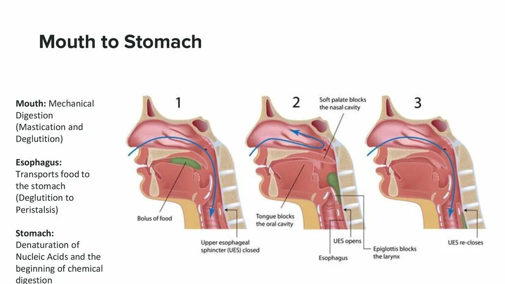 Механизм глотания надгортанник. Трахея и пищевод надгортанник. Глотание физиология. Схема акта глотания. При глотании слюны в ухе