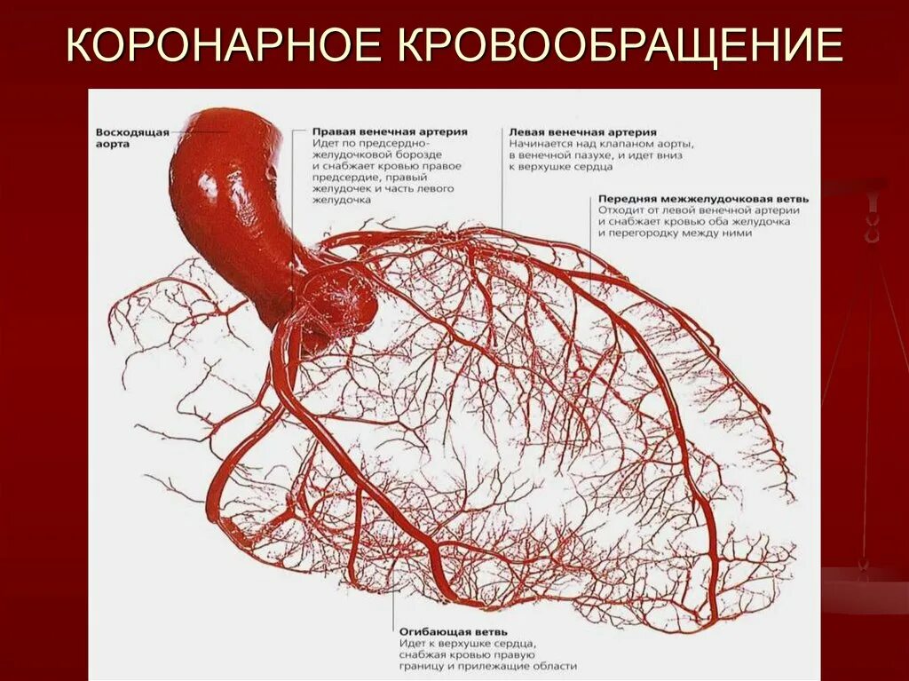 Коронарные артерии кровоснабжают. Коронарные артерии венечные вены. Венечный коронарный круг кровообращения сосуды сердца. Коронарное кровообращение схема. Коронарные сосуды сердца анатомия.