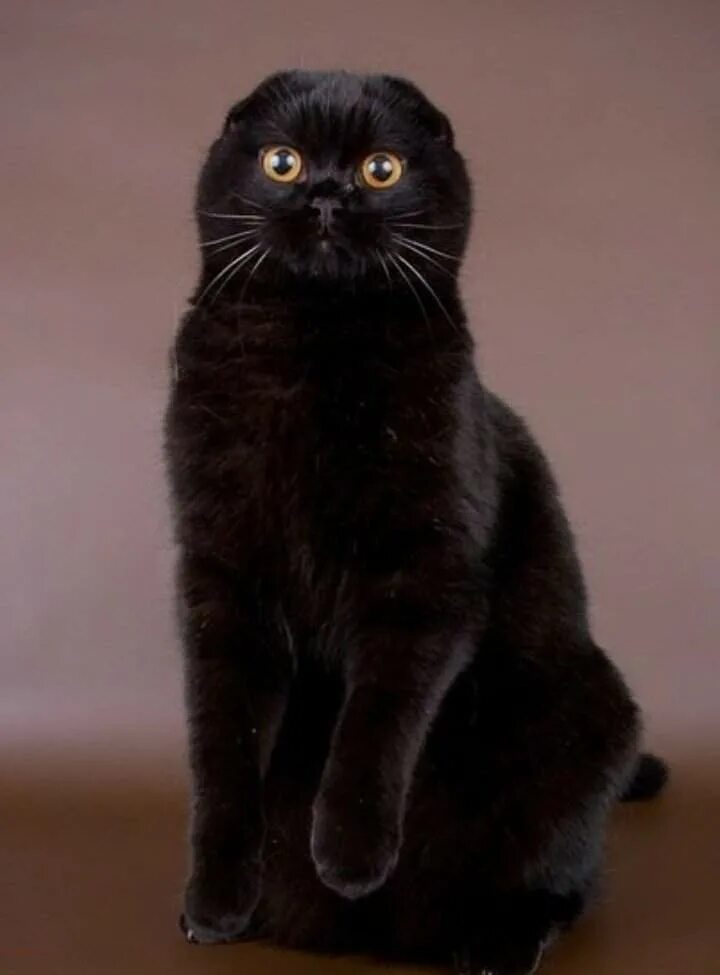 черные шотландские вислоухие котята. шотландская вислоухая кошка черная. вислоухие котята шотландцы черные. черные шотландские вислоухие котята. шотландская вислоухая кошка черная.