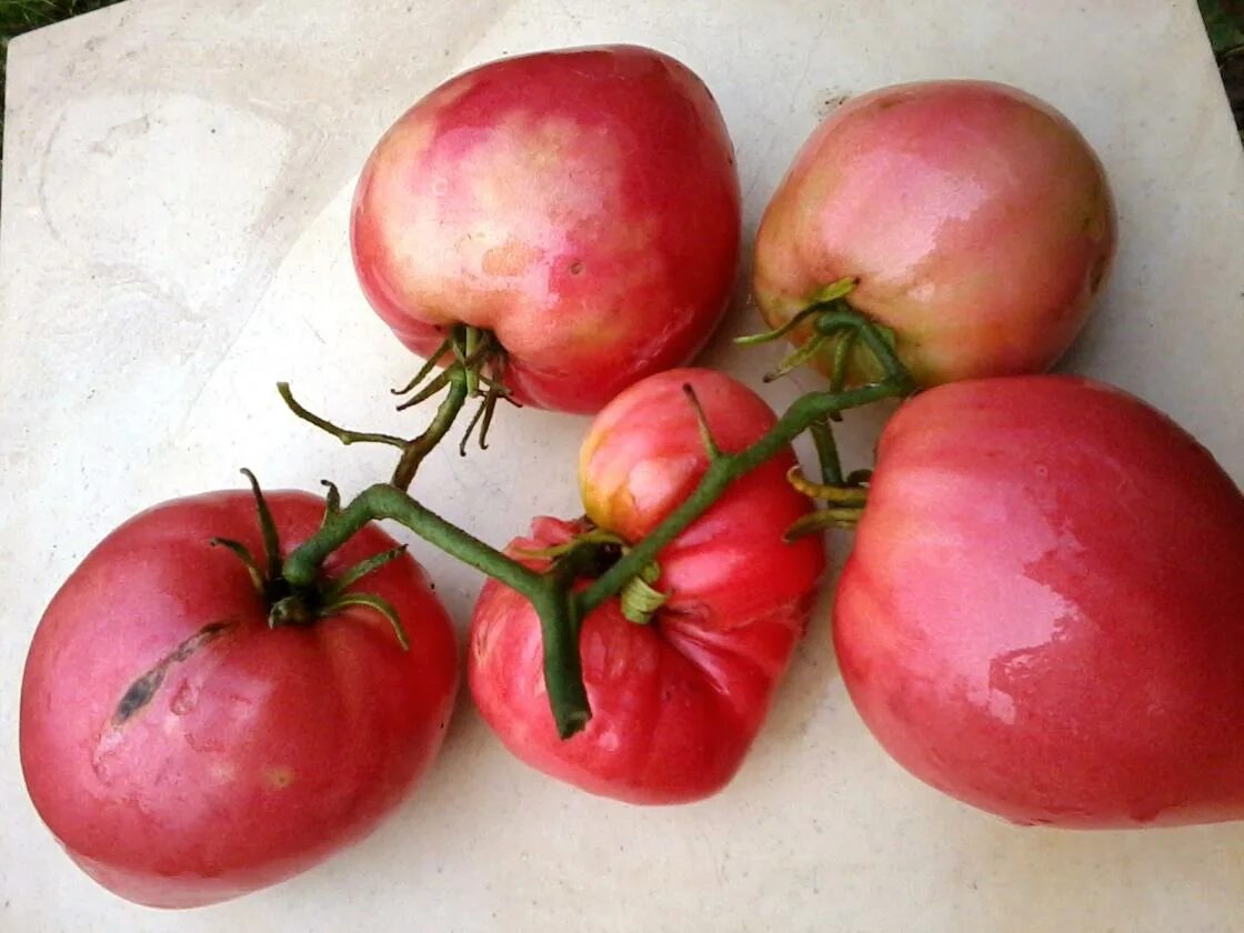 Сорт севрюга томат. Томат Пудовик севрюга. Семена томат севрюга. Севрюга 20шт томат (Сиб сад). Пудовик урожайность