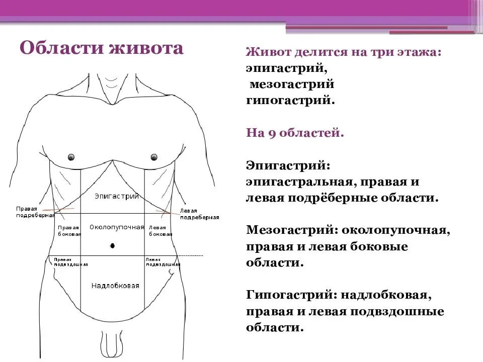 Боль под ребрами слева спереди у мужчин. Эпигастрий мезогастрий гипогастрий. Болит эпигастральная область живота. Этажи брюшной полости эпигастрий. Области живота схема.