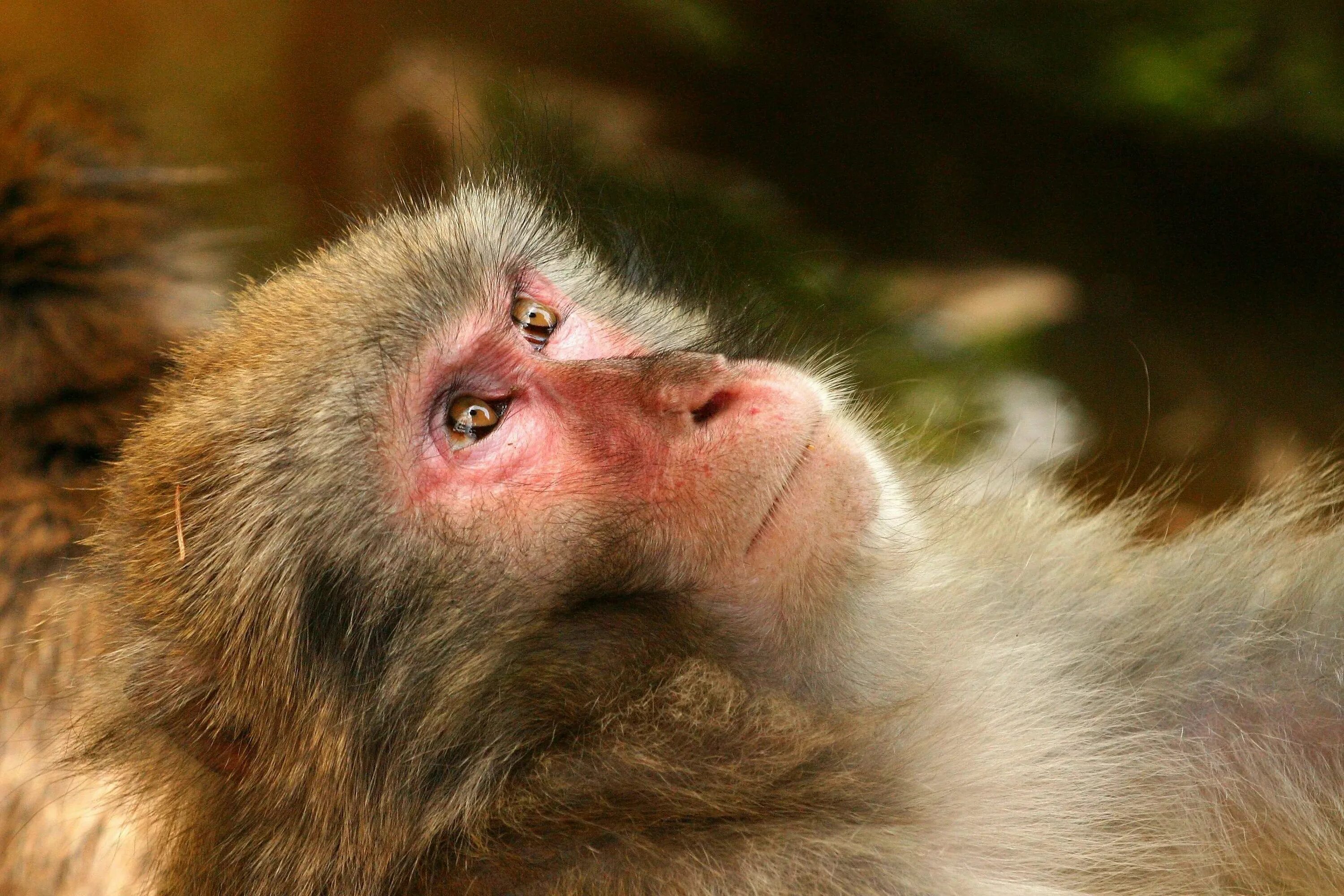 Макаки шимпанзе. Львиноголовая макака. Маймун обезьяна. Пушистые обезьянки. Японские макаки.