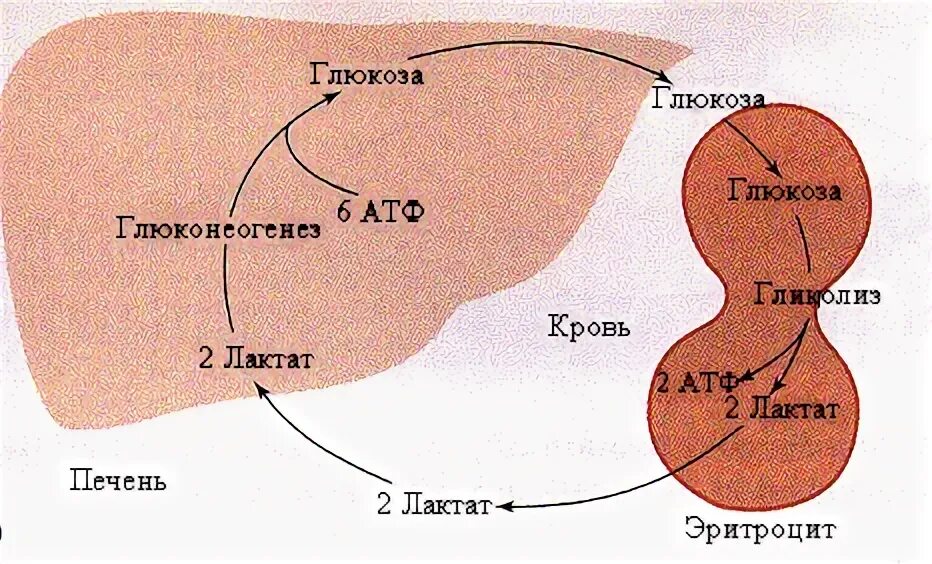 Образования глюкозы в печени. Глюконеогенез. Пути обмена лактата в печени и мышцах. Метаболизм лактата в печени. Процесс глюконеогенеза в печени.