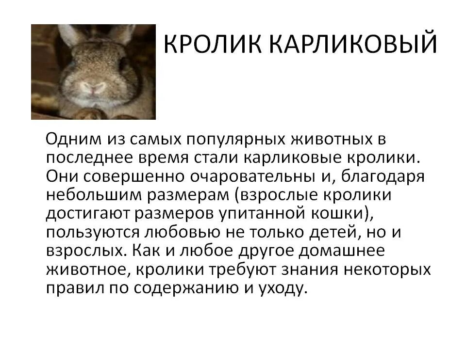 Сообщение о кролике. Доклад про кролика. Проект про кроликов. Краткая информация о кролике. Кролику 7 лет