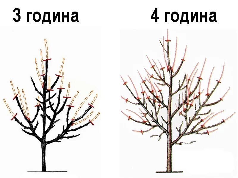 Как правильно обрезать сливу весной для начинающих. Как обрезать калину. Схема обрезки Лавра. Обрезка плодовых деревьев по месяцам.