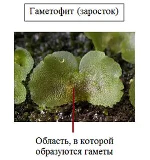 Гаметофит представлен заростком