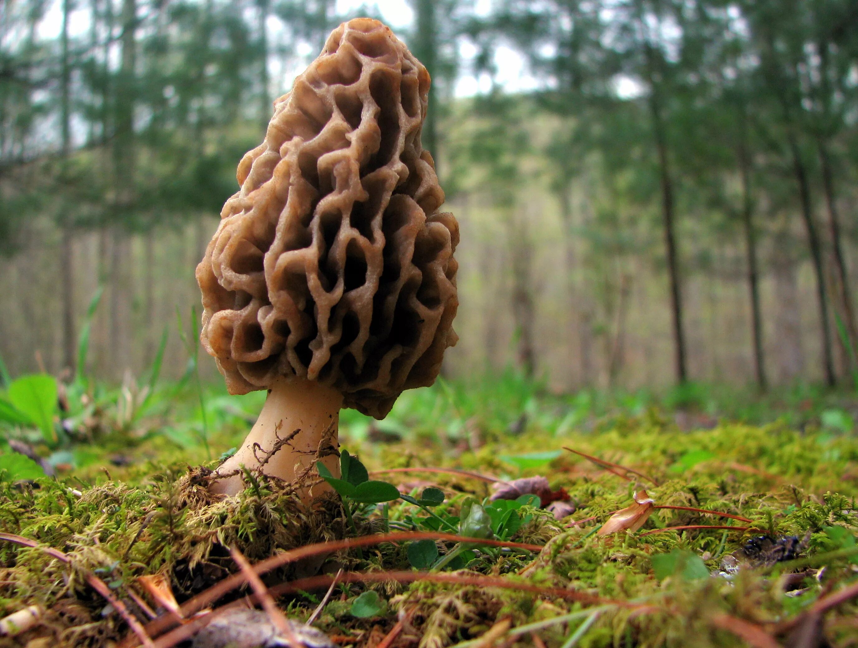 Сморчки грибы. Сморчок и строчок. Сморчок съедобный (Morchella esculenta).. Сморчок строчок сморчковая шапочка. Как выглядит гриб сморчок фото