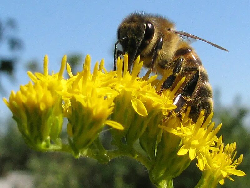 айгель гайсина кэшбэк. шмель дубравный. пчела и оса абдулла алиш. пыяла на татарском языке группы аигел. дружат пчелка и цветок.