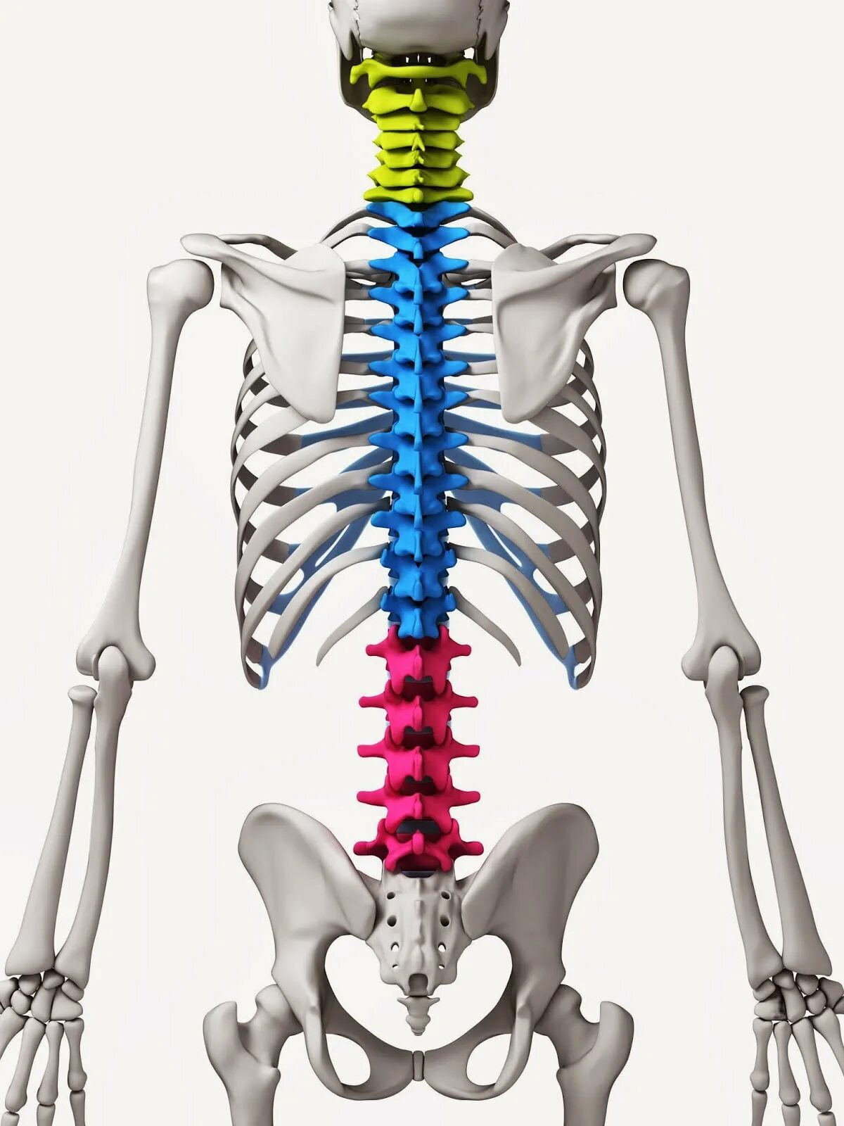 Скелет позвонков. Скелет позвоночника человека. Анатомия скелет позвоночника. Поясница скелет.