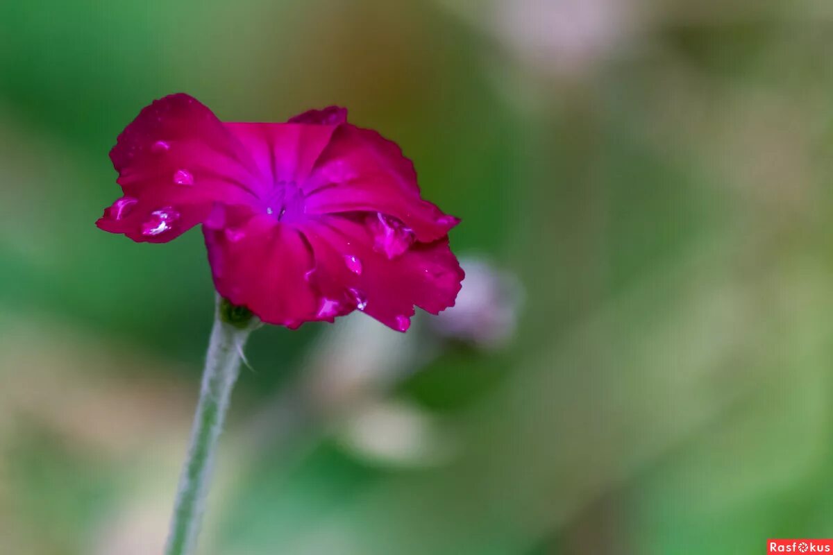 чистец шерстистый византийский. стахис (чистец шерстистый, "заячьи ушки". стахис шерстистый сильвер карпет. стахис шерстистый чистец византийский. монилария монилиформис.