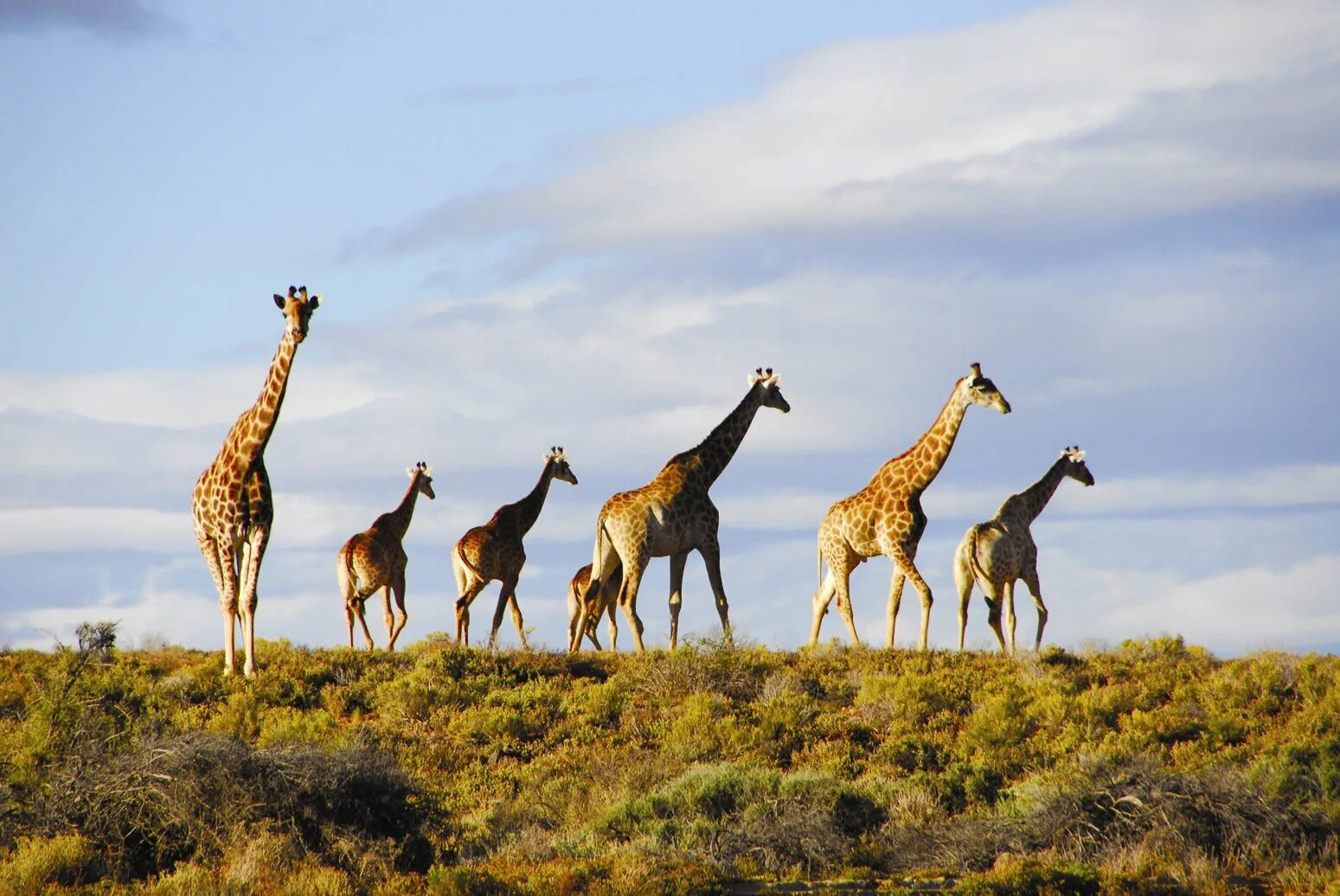 Africa safari. Танзания сафари. Кейптаун сафари. ЮАР сафари. Серенгети сафари.