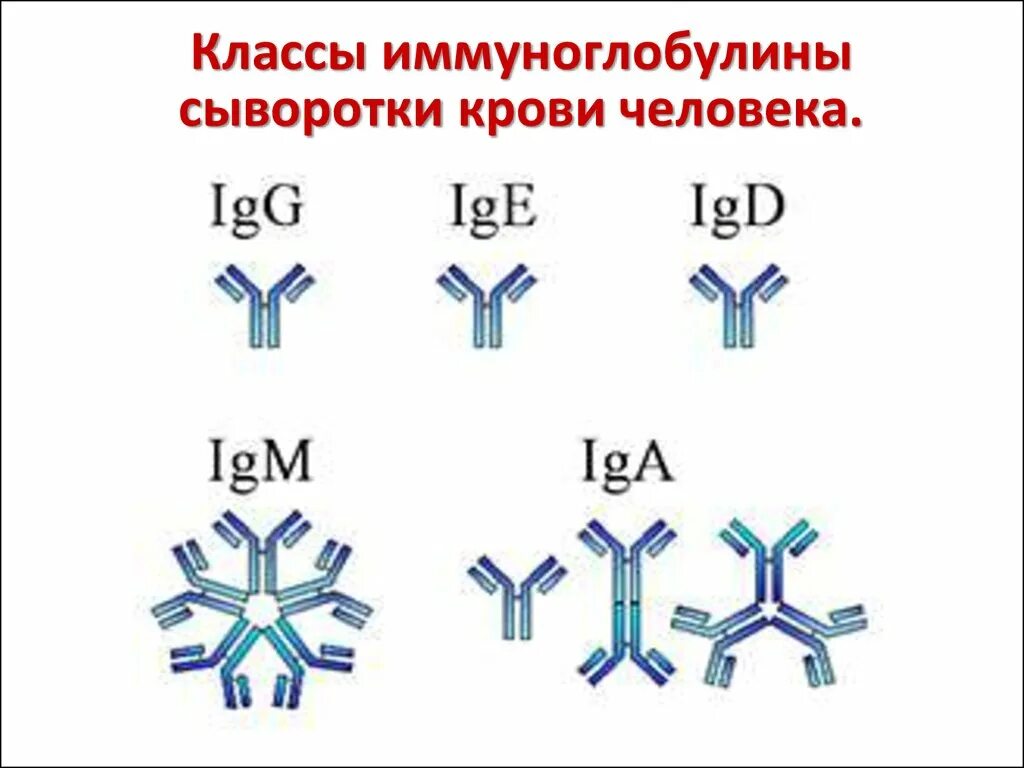 Определение иммуноглобулинов g. Антитела иммуноглобулины структура классы. Строение классов иммуноглобулинов. Антитела иммуноглобулины структура. IGM строение иммуноглобулина.