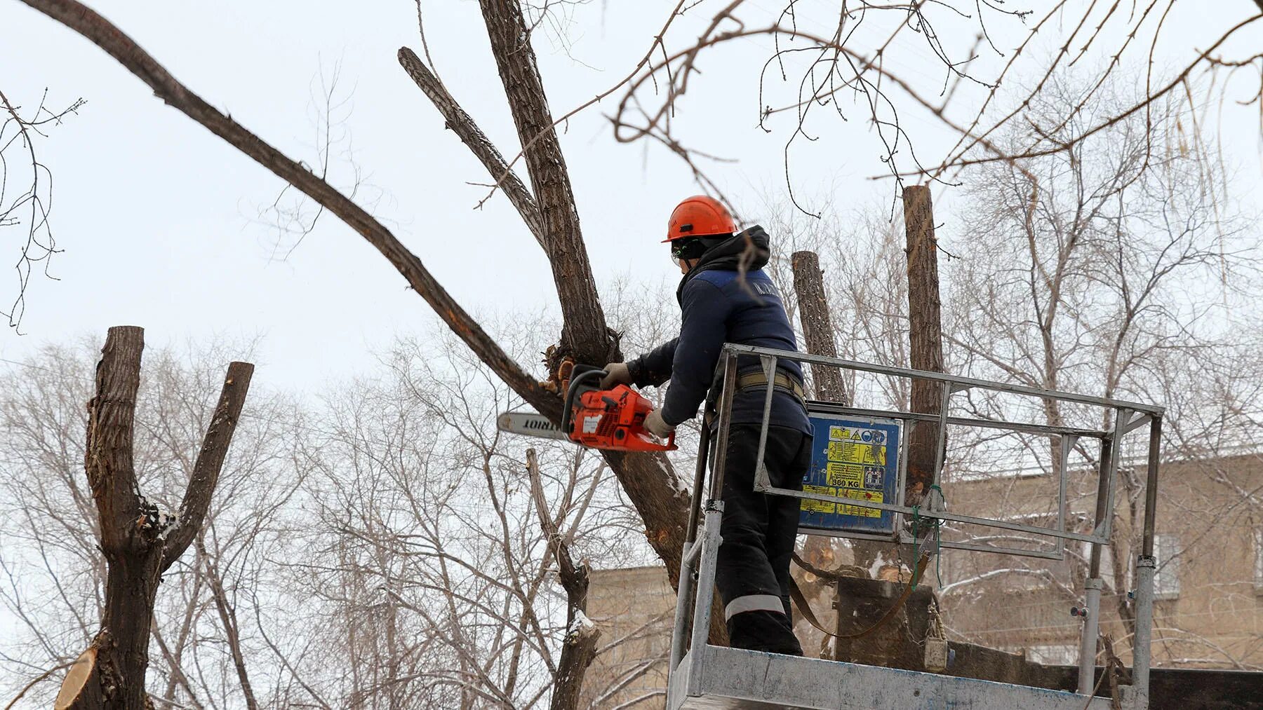 Аварийные деревья. Обследование деревьев на аварийность. Спил деревьев в курске. Кронировать деревья это. Валка леса с автовышки.