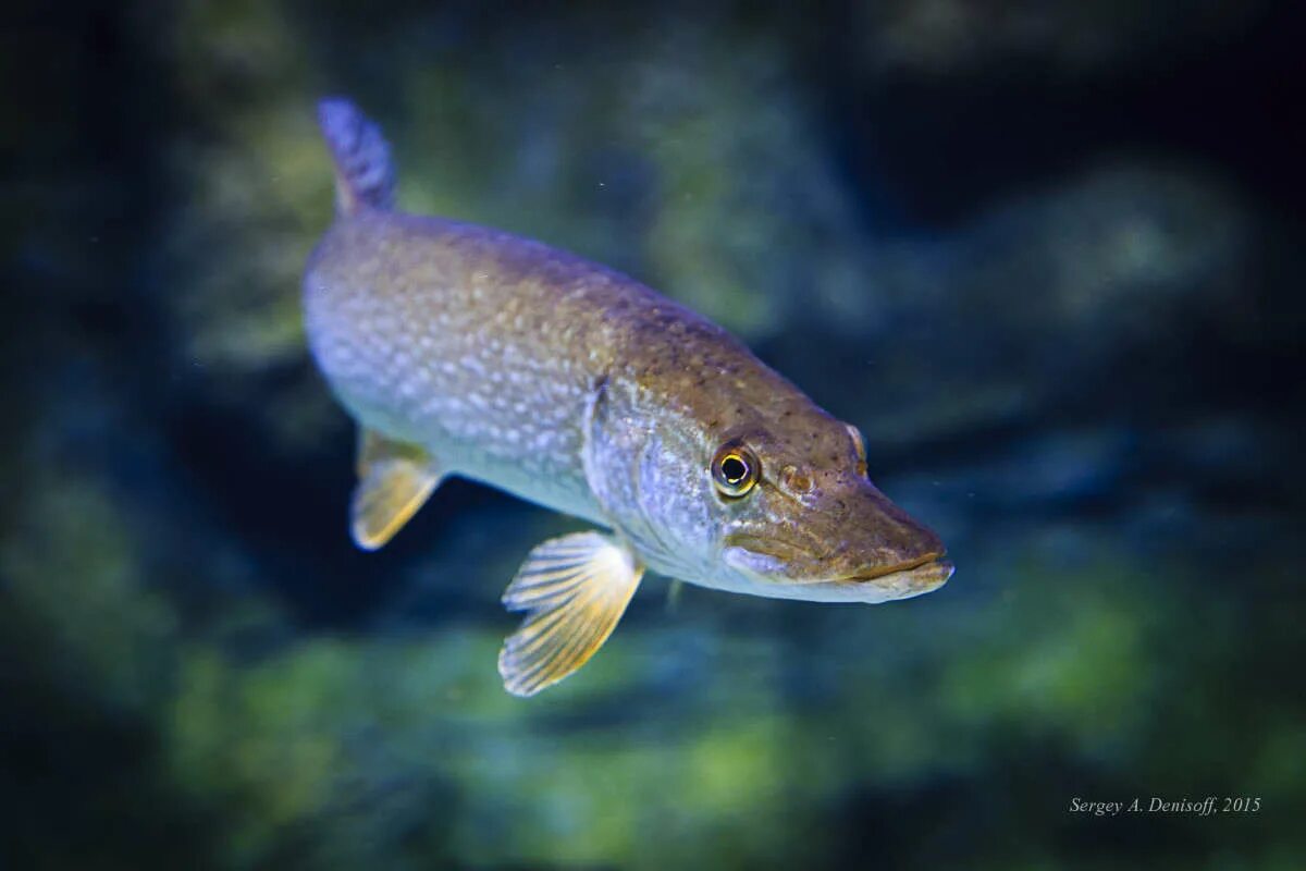 Щучья река приток оби. Автору щучье. Где в новошахтинске водится щука. Щучье озеро рыбалка. Автору щучье.