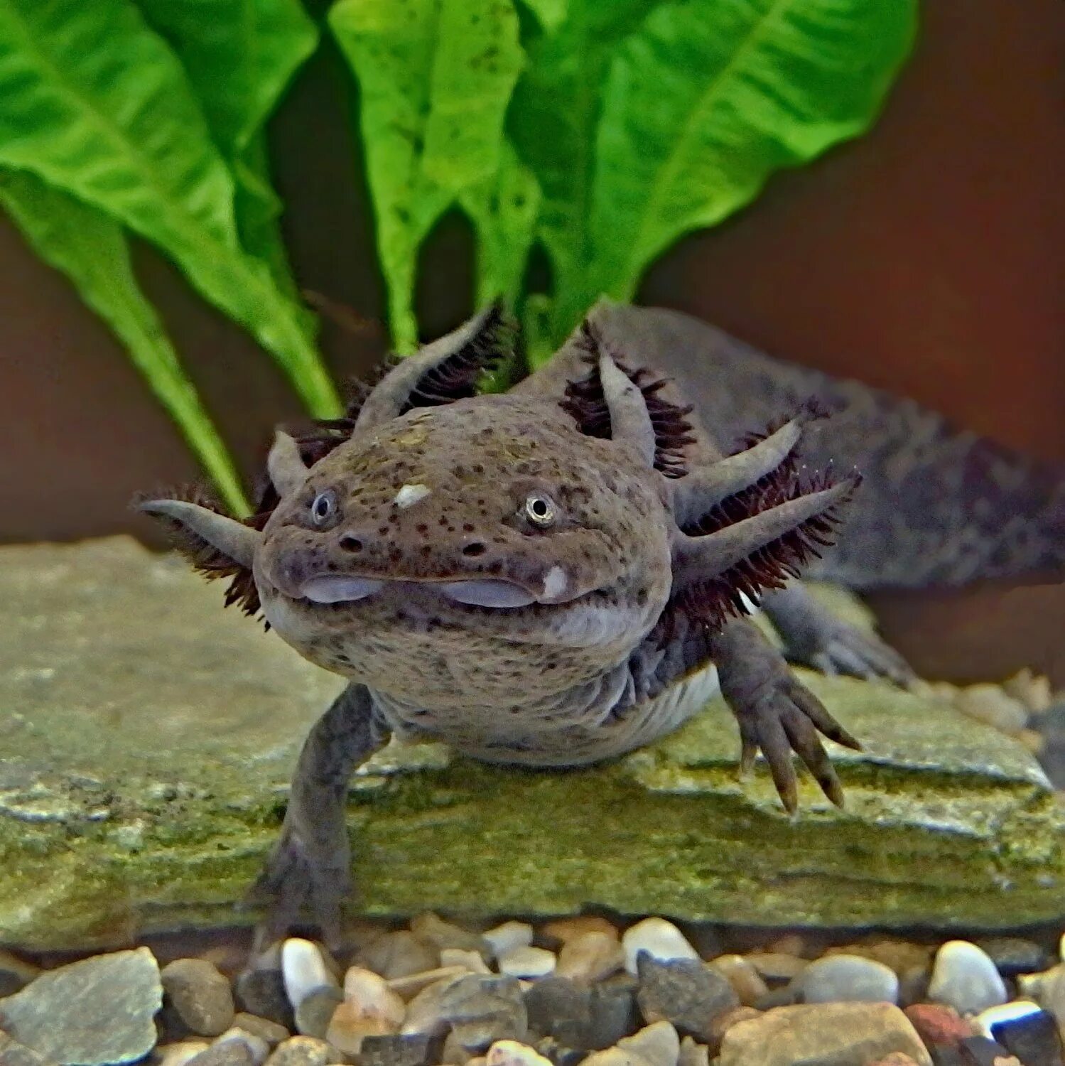 Амфибия животное