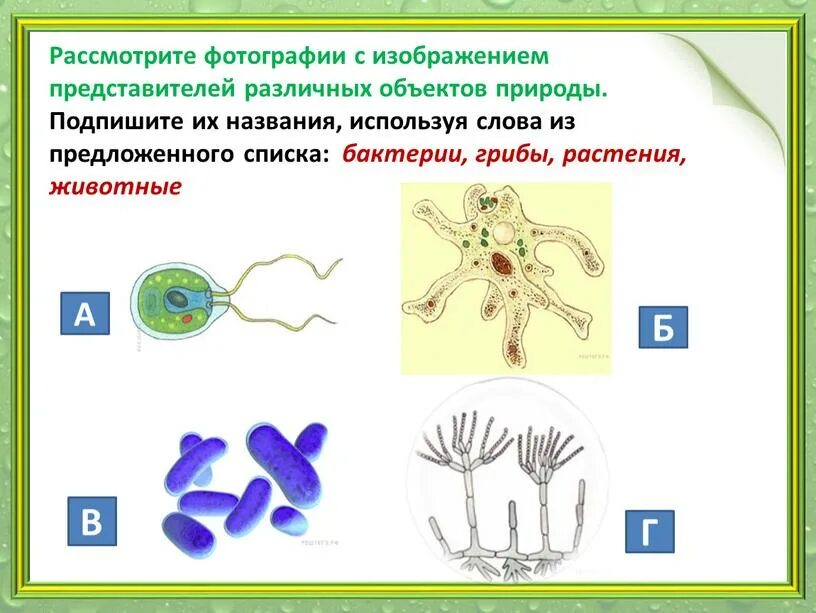 Из предложенного списка растений