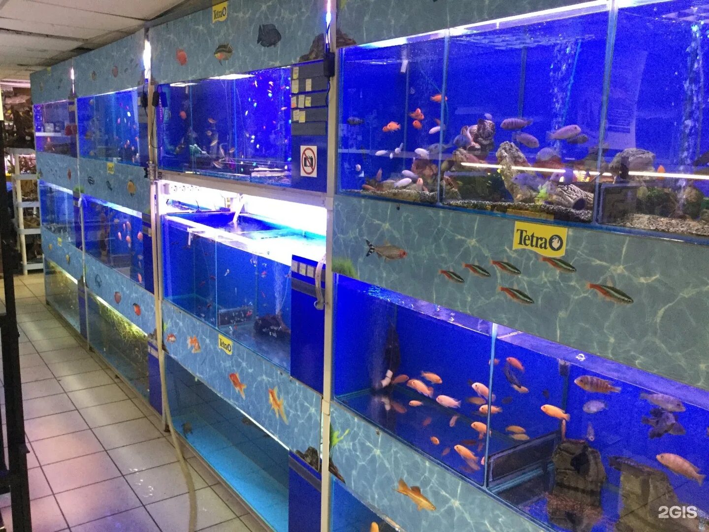 Зоомагазин аквариум. Рыбки в зоомагазине. Аквариум с рыбками в зоомагазине. Аквариумные рыбки в зоомагазине. Купить рыбок в омске