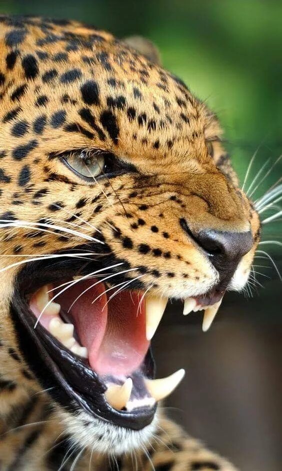 Картинка хищники животные via 500px / Too Close by Paul Keates) Animals beautiful, Animals wild, Wild cats