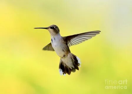 As a bird