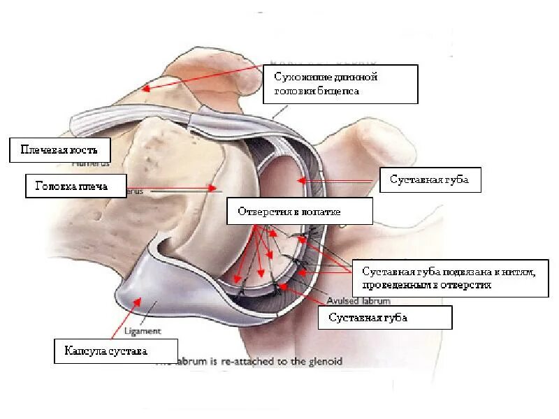 Отдел разрыв. Губа гленоида плечевого сустава. Повреждения губы гленоида лопатки. Фиброзно хрящевая губа гленоида лопатки. Суставная губа гленоида плечевого сустава.