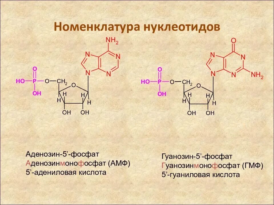 Гуаниновый нуклеотид. Нуклеотид 5 гуаниловой кислоты. Гуанозин 5 фосфат формула нуклеотида. Формула гуаниловой кислоты.