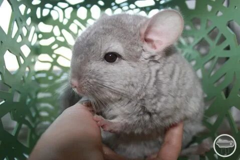 Имена для шиншилл