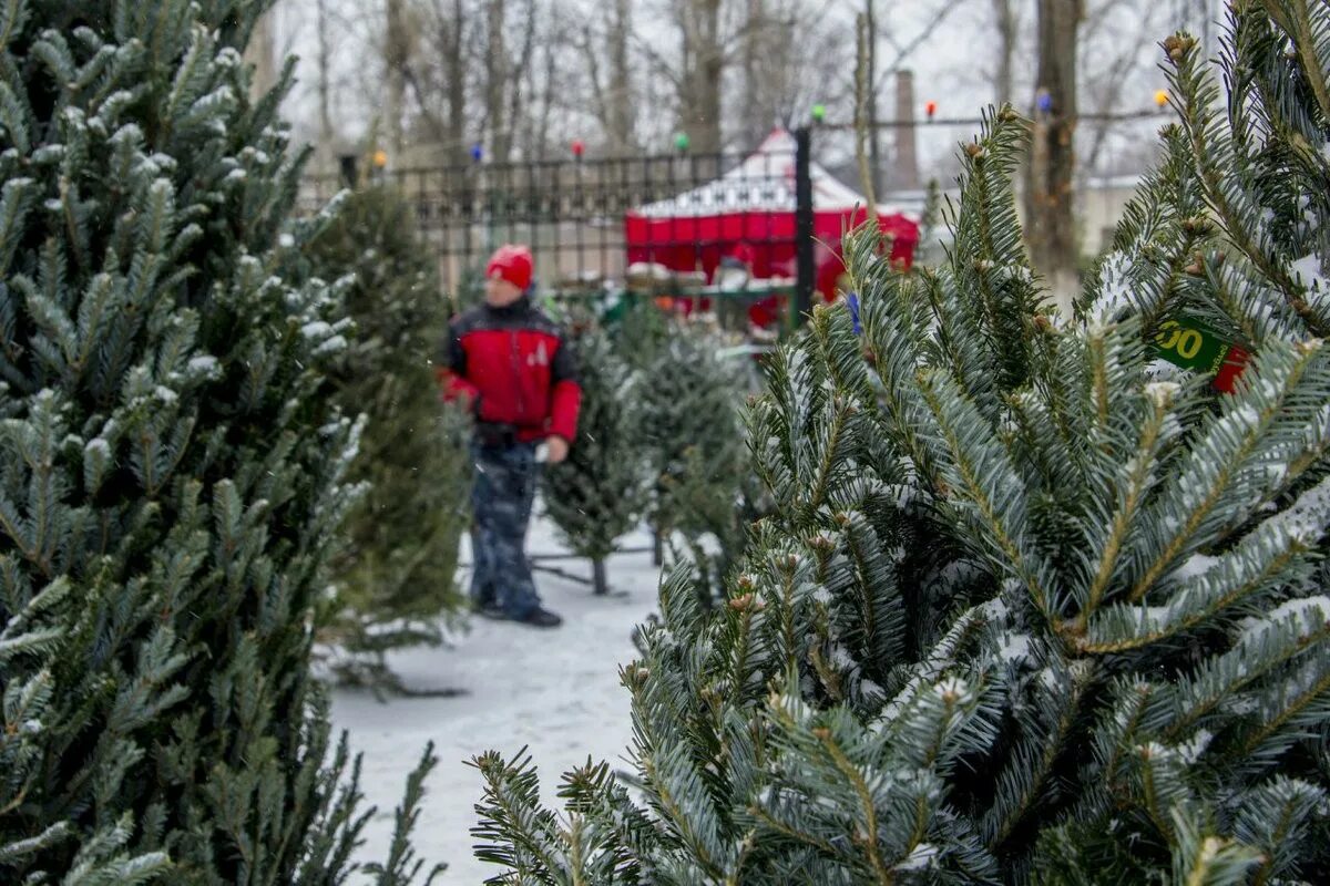 Где найти живую елку. Где найти живую елку. Живая елка на улице. Где мы купили елку. Елочный базар.