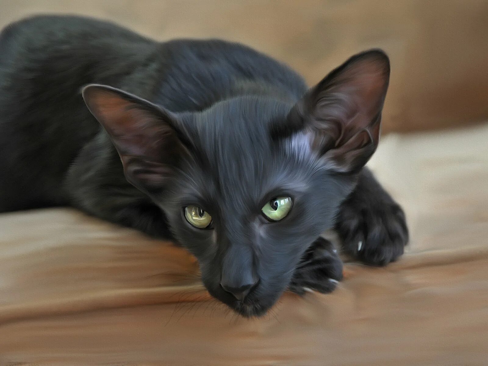 Породы кошек черно серого окраса. Ориентал кошка. Порода кошек Ориентал. Черный кот породы Ориентал. Ориентальная кошка черная.