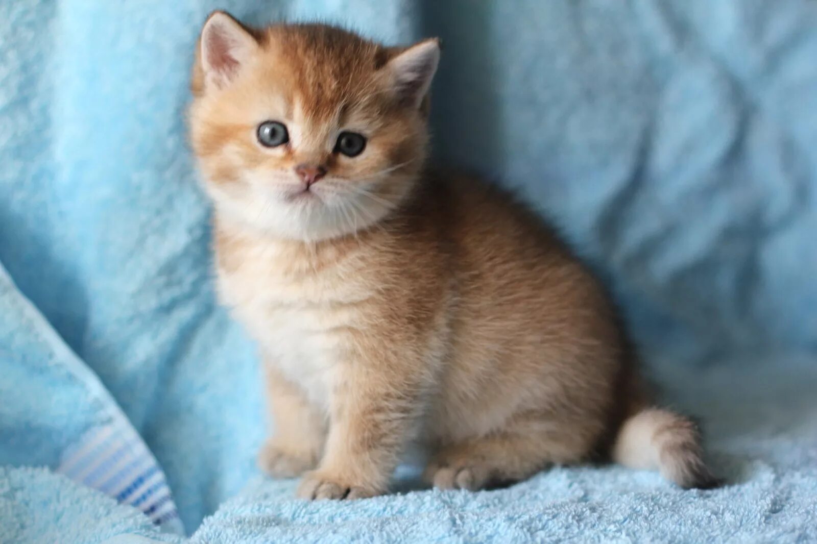 Как называется маленький котенок. Рыжий британец котенок. британский короткошерстный кот рыжий. британский короткошерстный котенок рыжий. британская кошка короткошерстная рыжая котята.