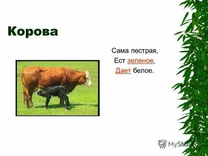 Пестрая ест зеленое дает белое