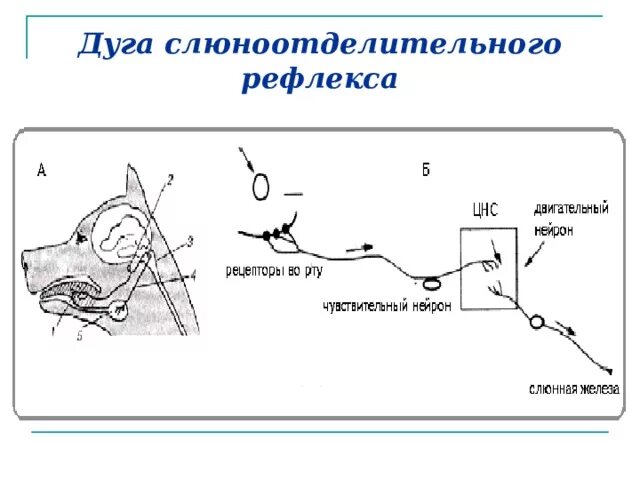 Рефлекторная дуга слюноотделительного рефлекса физиология. Схема рефлекторной дуги безусловного слюноотделительного рефлекса. Схема рефлекторной дуги слюноотделительного рефлекса. Рецепторы слюноотделительного рефлекса.