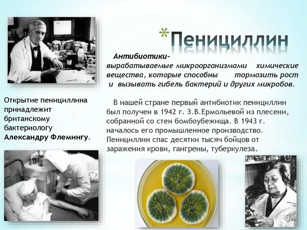 Антибиотики пенициллин Флеминг. Пенициллин (Penicillium). Сообщение о пенициллине. Пенициллин презентация.