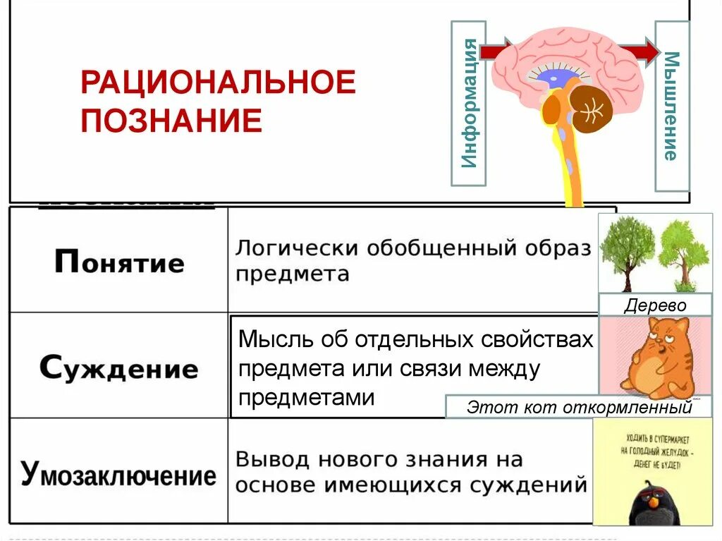 Рациональное познание примеры. Рациональное познание примеры из жизни. Рациональное познание это в обществознании. Примеры чувственного и рационального познания.