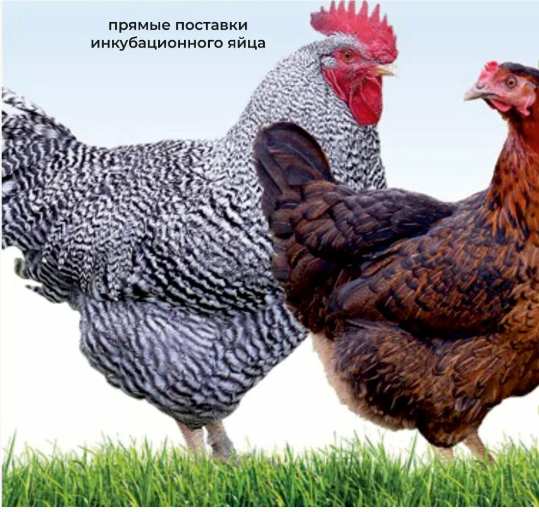 порода тетра. тетра колор куры. несушка тетра венгрия. куры тетра хб венгерский великан. порода тетра.