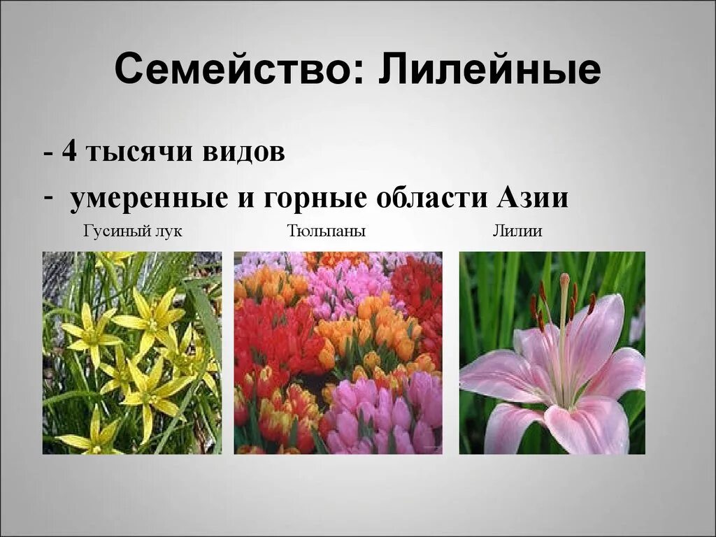 Семейство Однодольные Лилия. Однодольные растения семейства Лилейные. Однодольные растения семейства Лилейные луковые. Семейство однодольных Лилейные цветок.