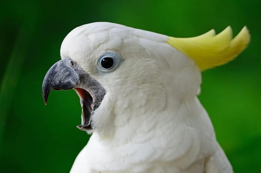 Забавный какаду. Какаду орет. Какаду зеленый. Злой какаду. Глажу какаду.